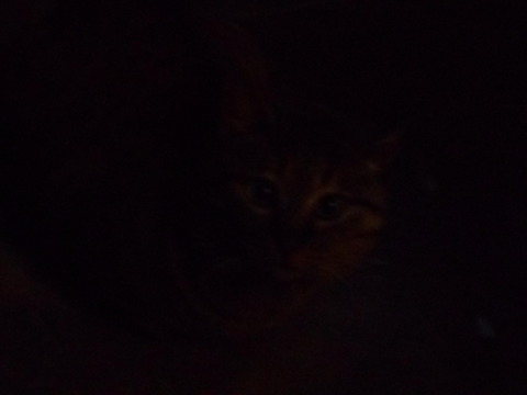 ふ~助