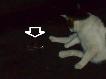 6月22日（30）仮