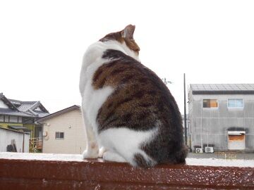 11月22日（16）仮