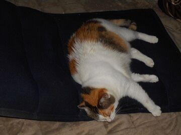 7月27日（11）仮