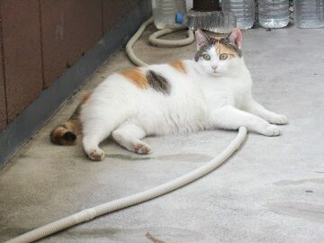 10月3日（26）仮