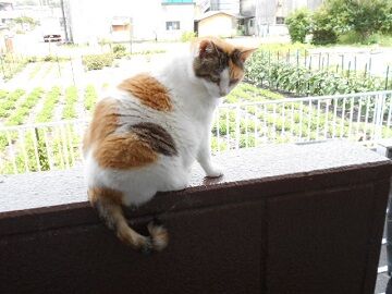 6月26日（24）仮