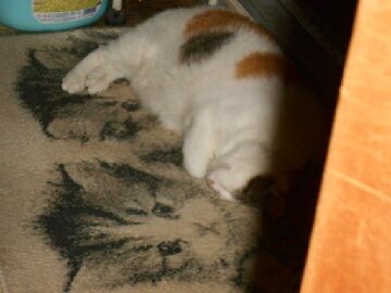 8月24日（30）仮