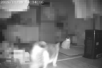 11月28日（23）仮