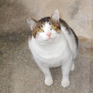 11月26日（9）仮