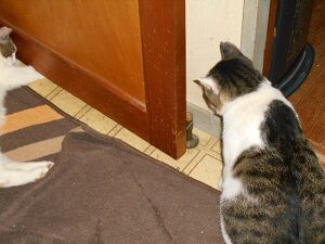 8月23日（68）仮