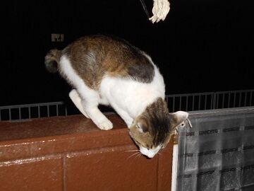 6月14日（64）仮