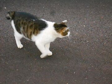 5月10日（14）仮