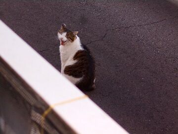 4月10日（54）仮