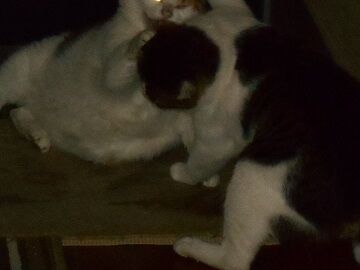 7月30日（19）仮