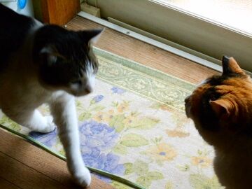 4月10日（34）仮