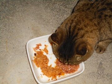 12月8日（31）仮