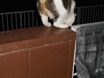 10月2日（23-1）仮