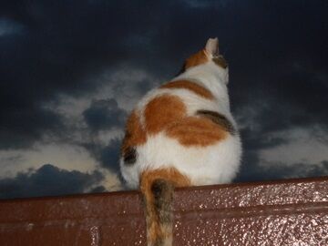 9月14日（5-6）仮