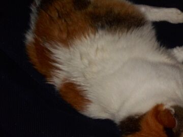 7月27日（13）仮