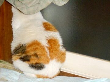 5月28日（62）仮