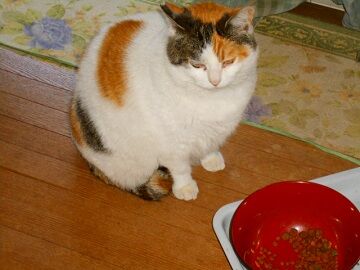 4月10日（55）仮