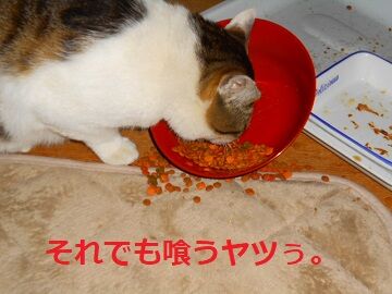 4月15日(25)仮