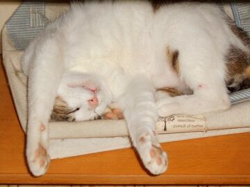 6月16日（20）仮