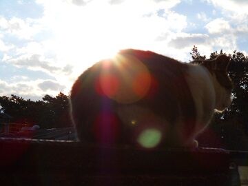 12月29日（40）仮