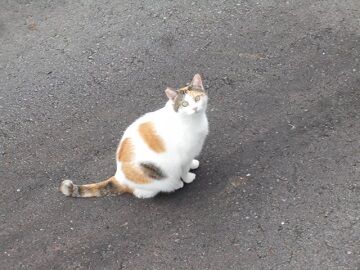 9月15日（14-2）仮