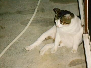 6月5日（40）使用