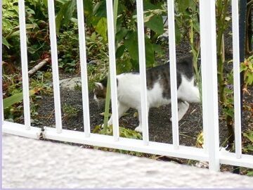 8月28日（106）仮