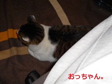 11月30日（55）仮