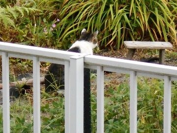 8月24日（37）仮