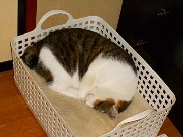 12月5日（24）仮