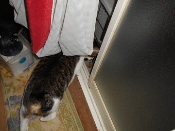 8月25日（36）仮