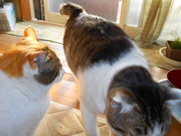 3月18日（21）仮