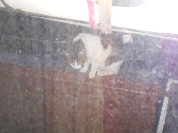 4月11日（47）仮