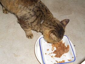 6月25日（54）仮