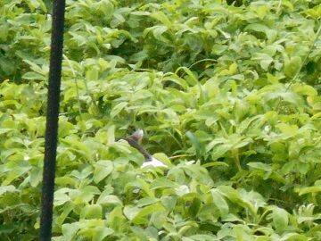 7月22日（17）仮