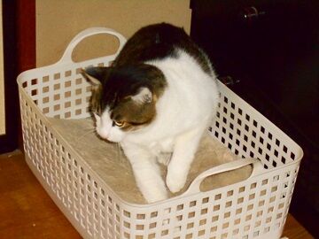 11月22日（3）仮