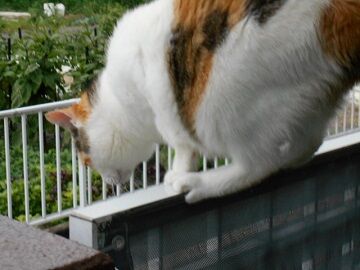 7月31日（61）仮