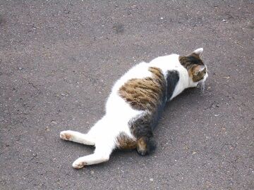 5月26日（23）仮