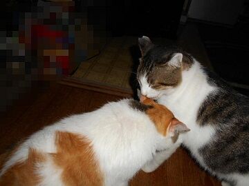 8月30日（43）仮