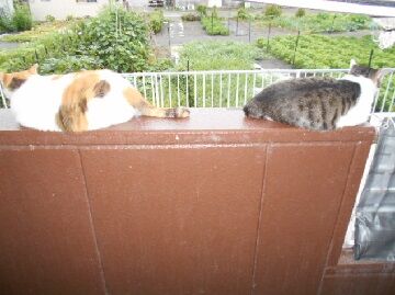 7月22日（10）仮