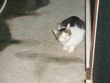 7月14日（55）仮