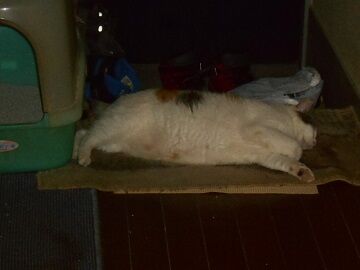 8月20日（01）仮