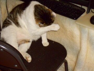 5月11日（31）仮