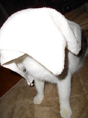 2月22日（17）仮