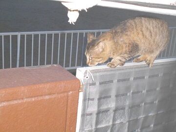 5月10日（50）仮