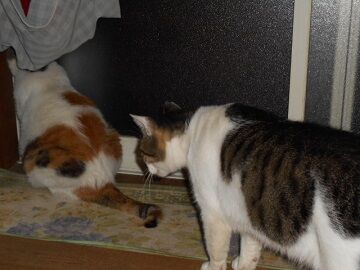 8月15日（32）仮