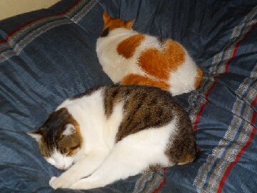 12月17日（8）仮