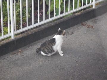 7月16日(17)仮