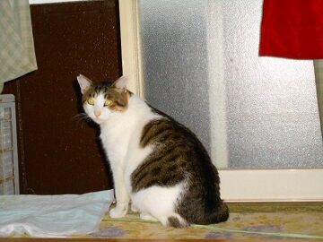 10月25日（8）仮