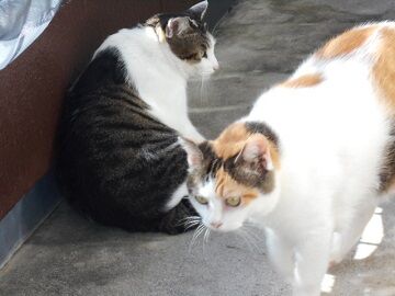 9月11日（8-4）仮